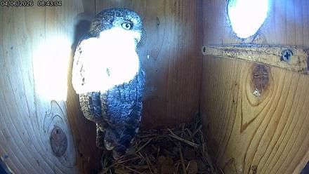 Eastern Screech Owl Live Cam - Apr 6, 2026, 8:43am CDT