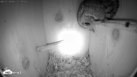Eastern Screech Owl Live Cam - May 17, 2026, 10:53pm CDT