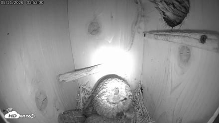 Eastern Screech Owl Live Cam - May 21, 2026, 8:23am CDT