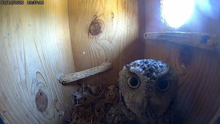Eastern Screech Owl Live Cam - Mar 15, 2026, 1:39pm CDT