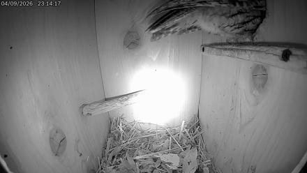 Eastern Screech Owl Live Cam - Apr 10, 2026, 12:41am CDT
