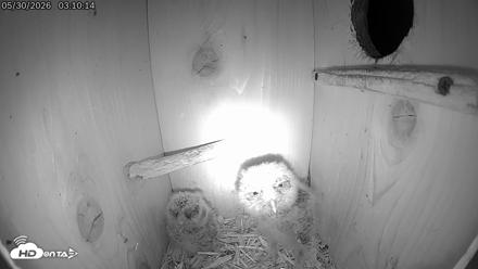 Eastern Screech Owl Live Cam - May 30, 2026, 4:48am CDT
