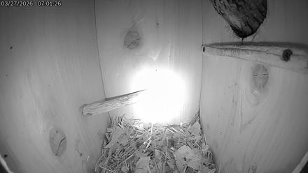 Eastern Screech Owl Live Cam - Mar 27, 2026, 9:35am CDT