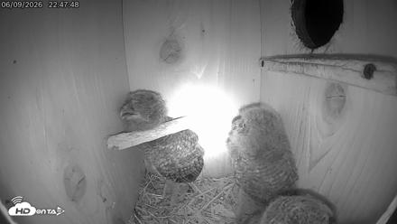Eastern Screech Owl Live Cam - Jun 9, 2026, 10:48pm CDT