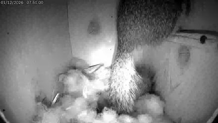 Eastern Screech Owl Live Cam - Jan 12, 2026, 7:53am CST