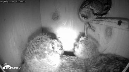 Eastern Screech Owl Live Cam - Jun 8, 2026, 12:19am CDT