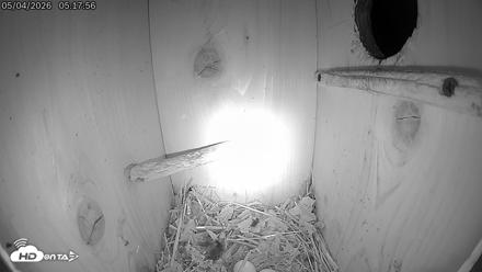 Eastern Screech Owl Live Cam - May 4, 2026, 5:21am CDT