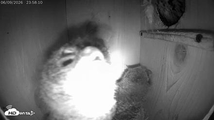 Eastern Screech Owl Live Cam - Jun 10, 2026, 12:27am CDT