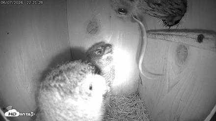 Eastern Screech Owl Live Cam - Jun 8, 2026, 12:32am CDT