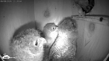 Eastern Screech Owl Live Cam - Jun 9, 2026, 12:08am CDT