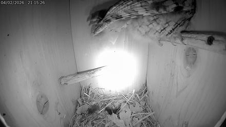Eastern Screech Owl Live Cam - Apr 3, 2026, 6:09am CDT