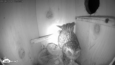 Eastern Screech Owl Live Cam - May 28, 2026, 9:23pm CDT