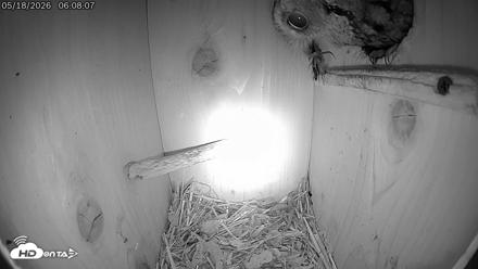 Eastern Screech Owl Live Cam - May 18, 2026, 6:08am CDT