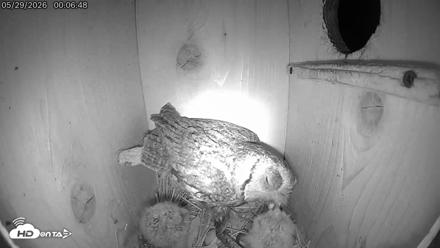 Eastern Screech Owl Live Cam - May 29, 2026, 12:22am CDT
