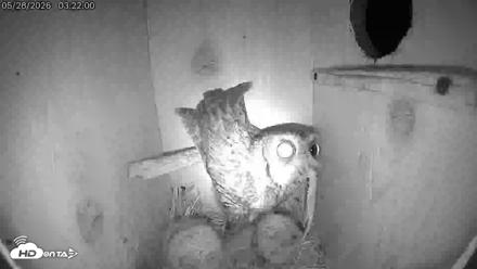 Eastern Screech Owl Live Cam - May 28, 2026, 3:43am CDT