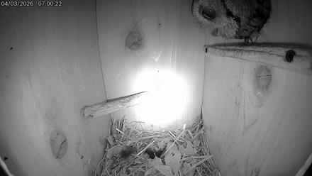 Eastern Screech Owl Live Cam - Apr 3, 2026, 9:24am CDT