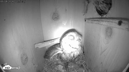 Eastern Screech Owl Live Cam - May 18, 2026, 10:12pm CDT