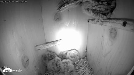 Eastern Screech Owl Live Cam - May 30, 2026, 4:50am CDT