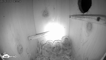 Eastern Screech Owl Live Cam - May 29, 2026, 4:50am CDT