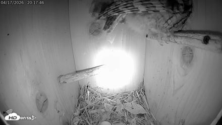 Eastern Screech Owl Live Cam - Apr 17, 2026, 10:34pm CDT