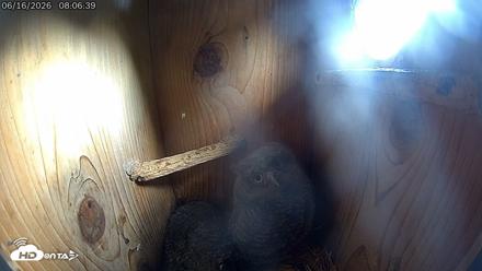 Eastern Screech Owl Live Cam - Jun 16, 2026, 8:10am CDT