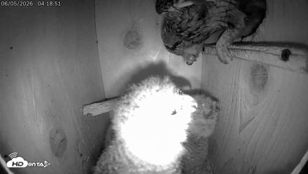 Eastern Screech Owl Live Cam - Jun 5, 2026, 1:21pm CDT