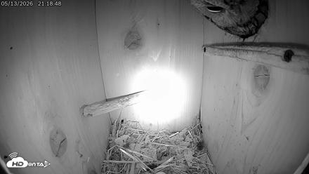Eastern Screech Owl Live Cam - May 14, 2026, 3:42am CDT