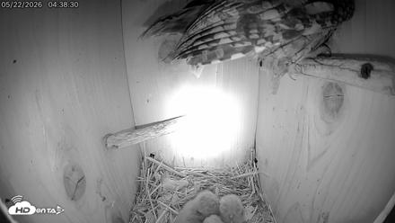 Eastern Screech Owl Live Cam - May 22, 2026, 4:41am CDT