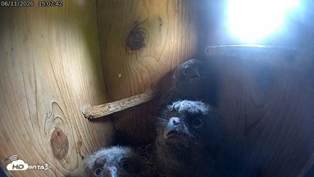 Eastern Screech Owl Live Cam - Jun 11, 2026, 7:45pm CDT
