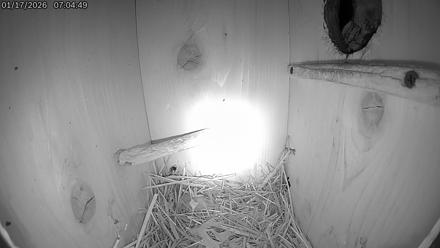 Eastern Screech Owl Live Cam - Jan 17, 2026, 7:11am CST