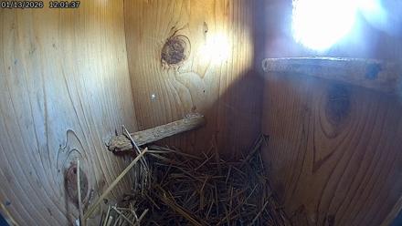 Eastern Screech Owl Live Cam - Jan 13, 2026, 12:04pm CST