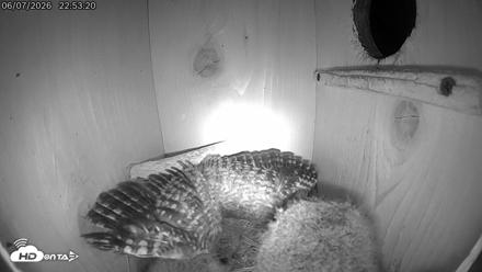 Eastern Screech Owl Live Cam - Jun 8, 2026, 12:45am CDT