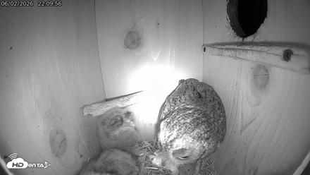 Eastern Screech Owl Live Cam - Jun 3, 2026, 12:06am CDT