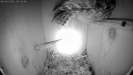Eastern Screech Owl Live Cam - Apr 10, 2026, 9:50am CDT