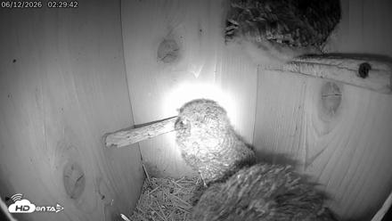 Eastern Screech Owl Live Cam - Jun 12, 2026, 2:30am CDT
