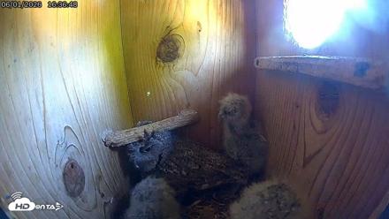 Eastern Screech Owl Live Cam - Jun 1, 2026, 6:51pm CDT