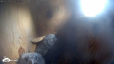 Eastern Screech Owl Live Cam - Jun 12, 2026, 5:48pm CDT