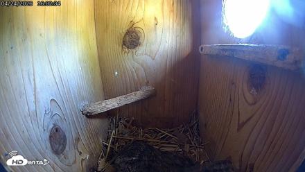 Eastern Screech Owl Live Cam - Apr 24, 2026, 4:10pm CDT