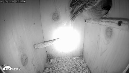 Eastern Screech Owl Live Cam - Jun 16, 2026, 11:45pm CDT