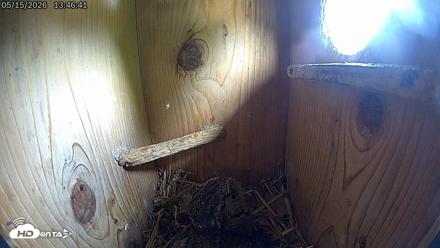 Eastern Screech Owl Live Cam - May 15, 2026, 1:50pm CDT
