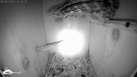 Eastern Screech Owl Live Cam - May 3, 2026, 2:41am CDT