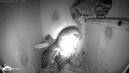 Eastern Screech Owl Live Cam - May 19, 2026, 2:23am CDT