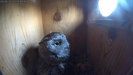 Eastern Screech Owl Live Cam - Mar 27, 2026, 3:42am CDT