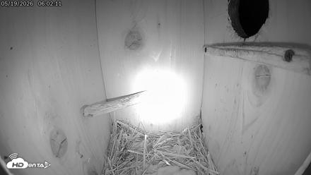 Eastern Screech Owl Live Cam - May 19, 2026, 6:03am CDT