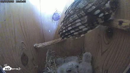 Eastern Screech Owl Live Cam - May 27, 2026, 3:11pm CDT
