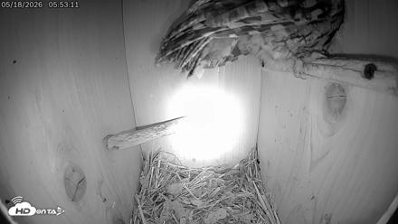 Eastern Screech Owl Live Cam - May 18, 2026, 5:58am CDT