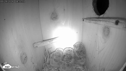 Eastern Screech Owl Live Cam - May 29, 2026, 5:13am CDT