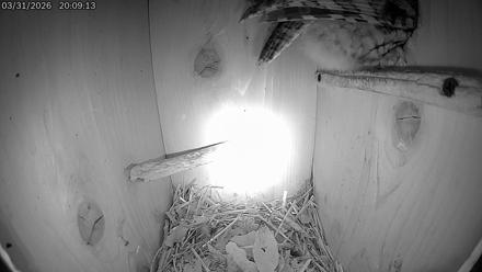 Eastern Screech Owl Live Cam - Mar 31, 2026, 9:11pm CDT