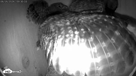 Eastern Screech Owl Live Cam - Jun 16, 2026, 12:49am CDT