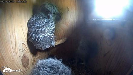 Eastern Screech Owl Live Cam - Jun 11, 2026, 7:53pm CDT
